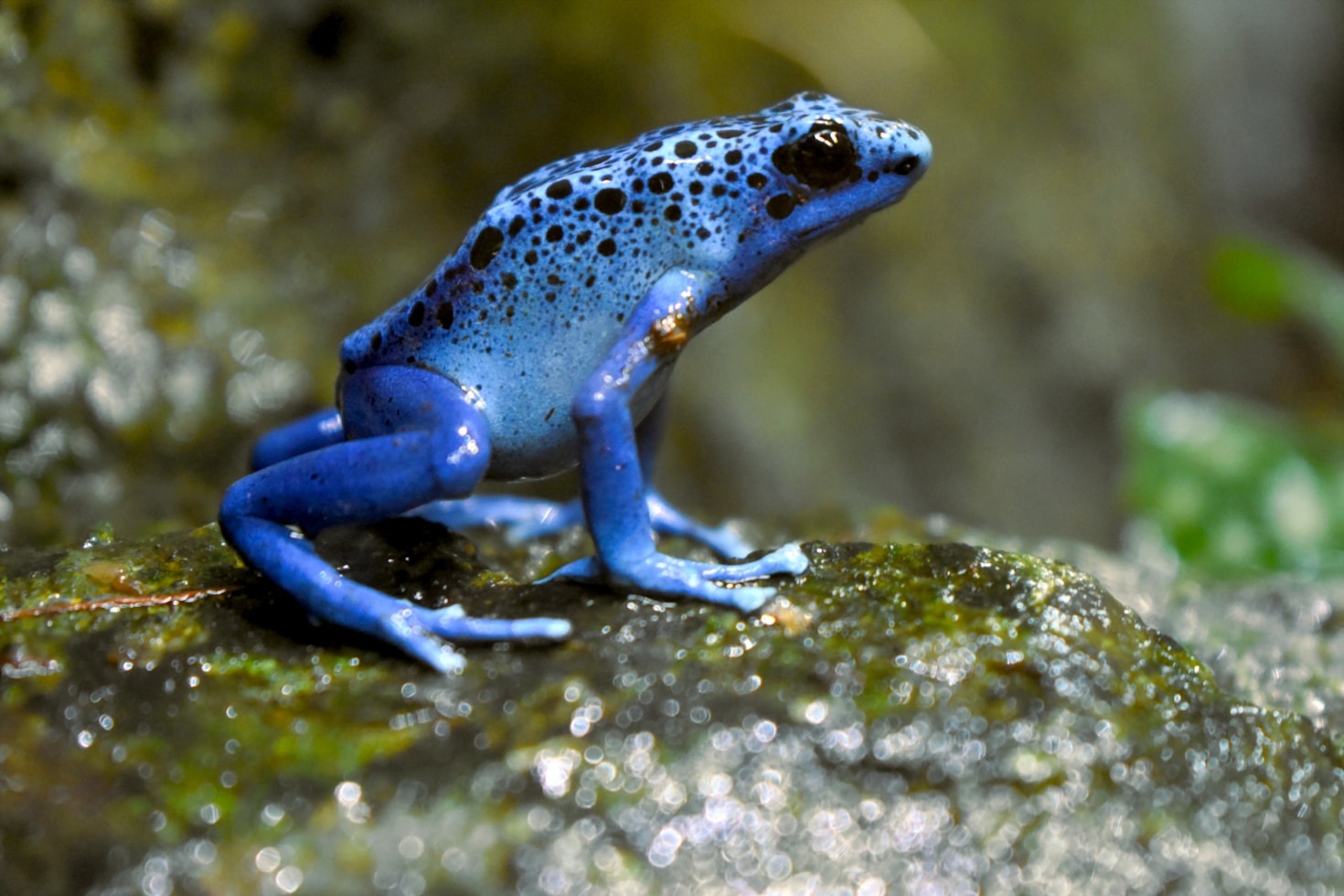 Top Tips for Healthy Reptile Care