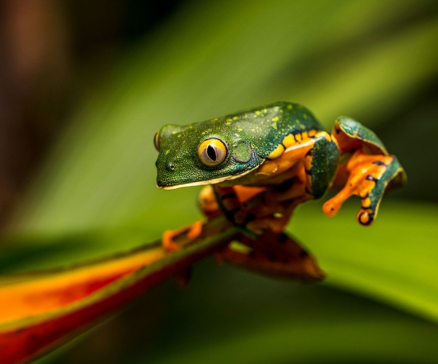 Understanding Amphibian Behavior and Needs