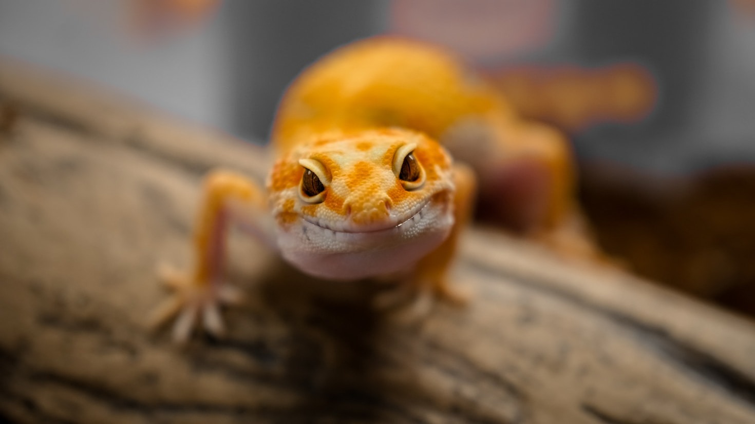 Building the Perfect Habitat for Your Pet Frog