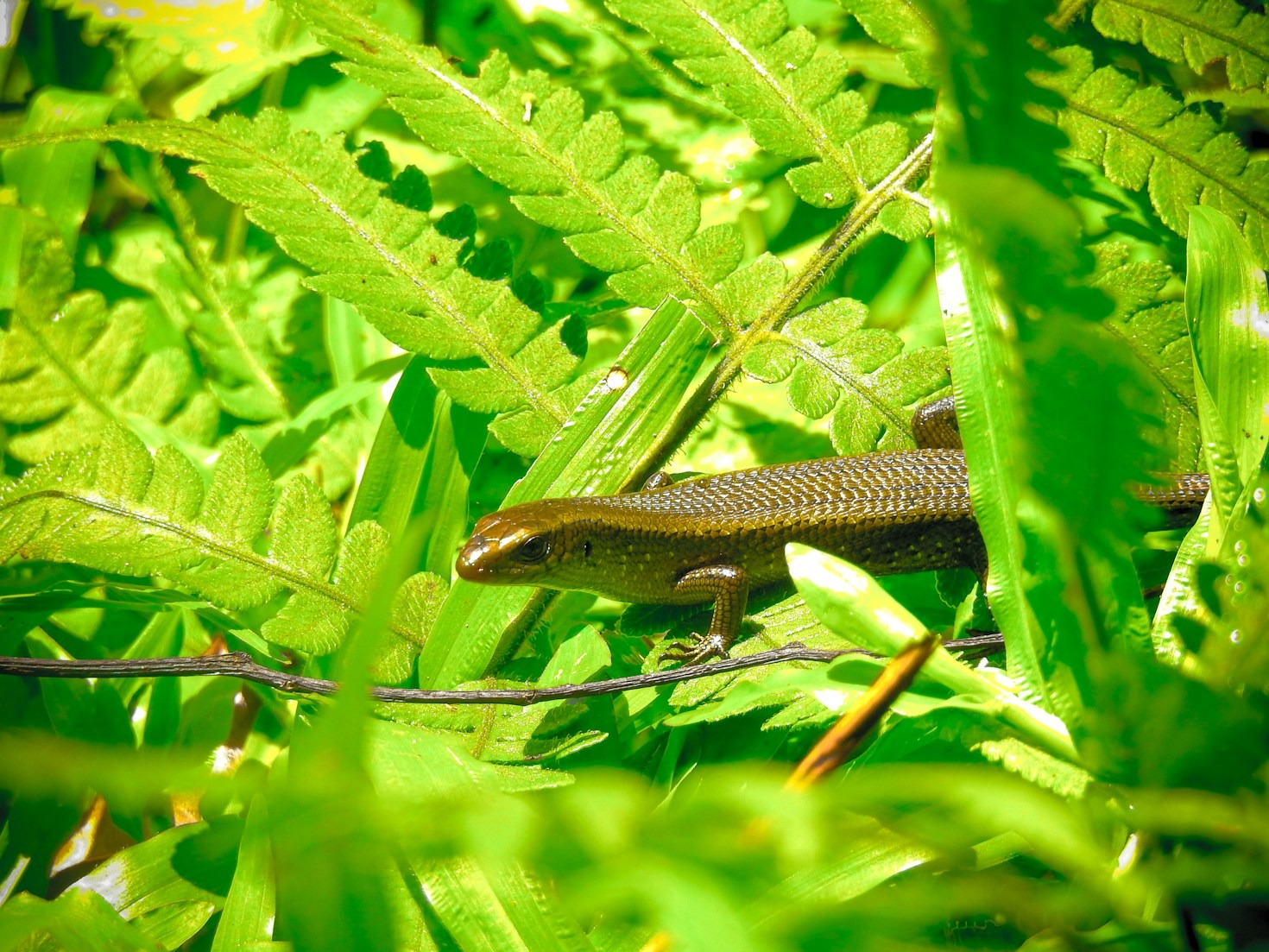 Why Reptile Health Monitoring is Crucial